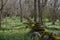 Mossy stone wall at spring