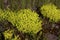 Mossy Stonecrop   809951