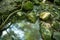 Mossy stones and woodland reflections in idyllic flowing stream