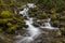 Mossy Stream, Washington State