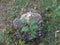 The mossy surface. Mushroom and a sprig of fern.