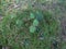 The mossy surface. Mushroom and a sprig of fern.