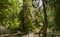 Mossy tall trees in British Columbia forest, Bridal Veil Falls Provincial Park