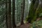 Mossy Trail in Mt. Rainier