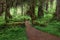 Mossy trail in the Olympic Rain Forest.