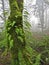 Mossy tree with ferns in Misty Forest