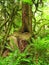 Mossy Tree in Forest Ferns