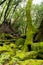 Mossy tree and stones at Sugarloaf Ridge State Park, Sonoma County, California