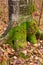 A mossy tree stump in a deciduous leaf