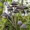 On this mossy tree stump grows a group of elegant fringe hat psathyrella corrugis in the Prielenbos near Zoetermeer