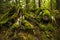 Mossy tree stumps in old growth rain forest in Vancouver Island