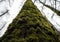 Mossy tree trunk in the damp forest