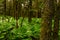 Mossy Tree Trunk And Fern Flooded Floor