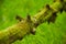 Mossy tree trunk in forest scene. Tree trunk moss. Tree trunk green moss. Mossy tree trunk on ground