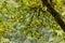 Mossy tree trunk leading to green maple leaves in summer