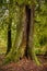 Mossy tree trunk in old growth rain forest in Vancouver Island,