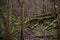 Mossy tree trunks in a dark mystic forest in Germany Am KÃ¼hkopf. Wilderness, environment and nature reserve concept