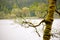 Mossy trees along the lake in an old growth forest