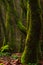 Mossy trees in the forest. Shallow depth of field