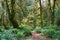 Mossy trees in olympic national park