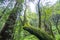 Mossy trees in the Redwood Forest - dreamy fantasy look