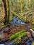 Mossy Trees of Squamish