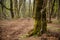 Mossy Trunk In A Beechwood