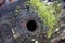 Mossy trunk hole for bird shelter in oak tree log