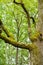 Mossy trunk of mighty ancient oak tree in summer forest. Oak bark covered moss