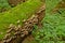 Mossy trunk with shelf mushrooms on the forest floor- Polypores