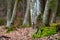 Mossy trunks of a beech tree in the forest. Trees in deciduous forest