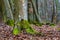 Mossy trunks of a beech tree in the forest. Trees in deciduous forest