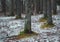 Mossy trunks of pine trees and snow covered forest canopy. Winter forest landscape