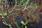 Mossy wet wall and tropical plants