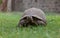 Most African tortoise