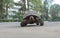 Most African tortoise