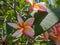 The most beatiful plumeria flowers, Plumeria flowers in red yell