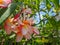 The most beatiful plumeria flowers, Plumeria flowers in red yell