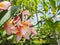 The most beatiful plumeria flowers, Plumeria flowers in red yell