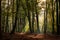The most beautiful autumn forest in the Netherlands with mystical and mysterious views and atmospheric sunrises in the early mist