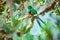 The most beautiful bird of Central America. Resplendent quetzal Pharomachrus mocinno Sitting ma branches covered with moss.