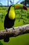 Most beautiful birds green tree dock parrot