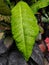 Most Beautiful Croton Leaf with Water drops