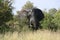 Most beautiful elephant head in nature