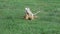 Most beautiful iguana sitting on green grass in the park