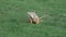 Most beautiful iguana sitting on green grass in the park