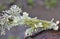 The most beautiful lichens photographed in the middle of winter: Evernia prunastri, Physcia sp and Physcia stellaris.