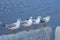 A most beautiful lineup of lovely Thai seagulls, standing high on a cement pier, looking away from the breathtaking river delta vi