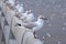 A most beautiful lineup of lovely Thai seagulls, standing high on a cement pier, watching the breathtaking river delta view, below