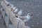 A most beautiful lineup of lovely Thai seagulls, standing high on a cement pier, watching the breathtaking river delta view, below